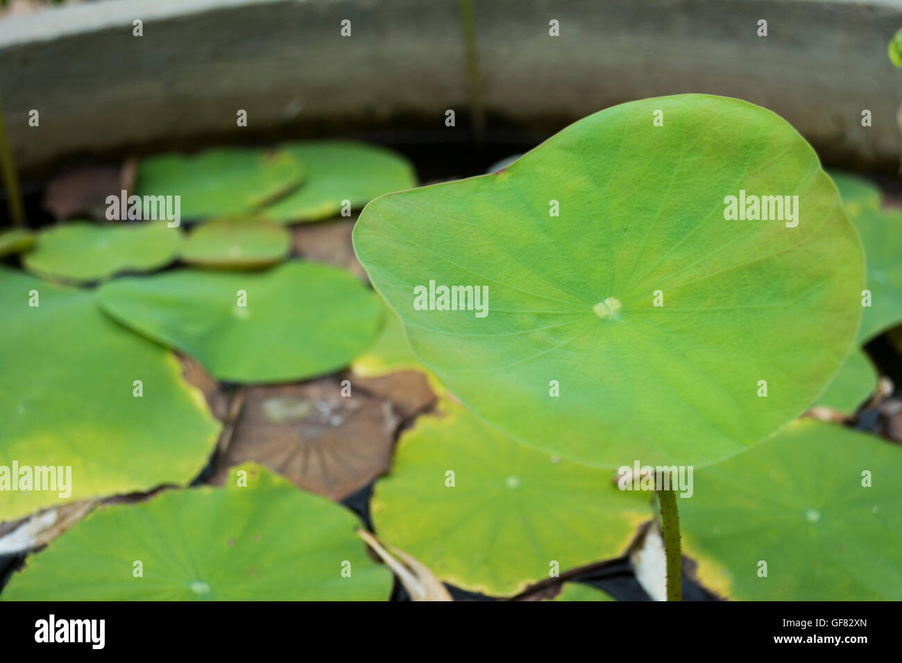 Water on Lotus leaf background Stock Photo - Alamy