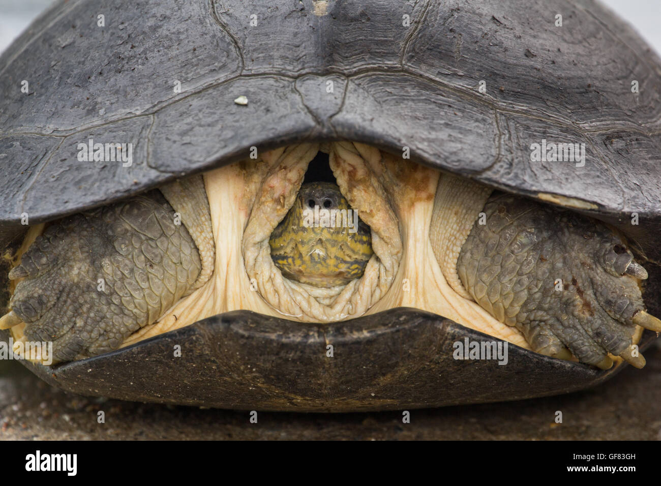head-big-turtle-inside-shell-GF83GH.jpg