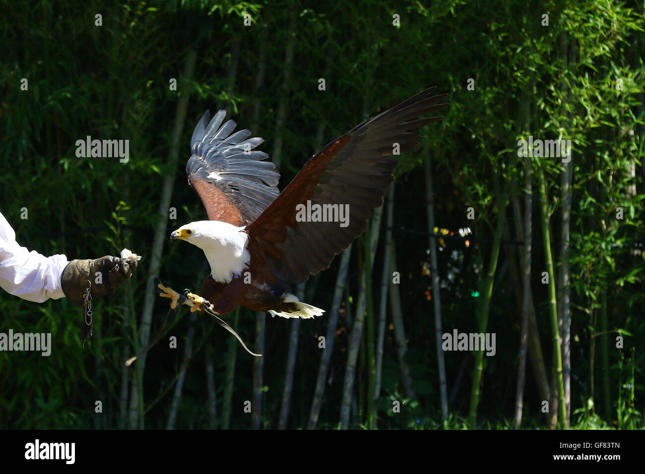 African sea eagle landing on the glove of a falconer Stock Photo