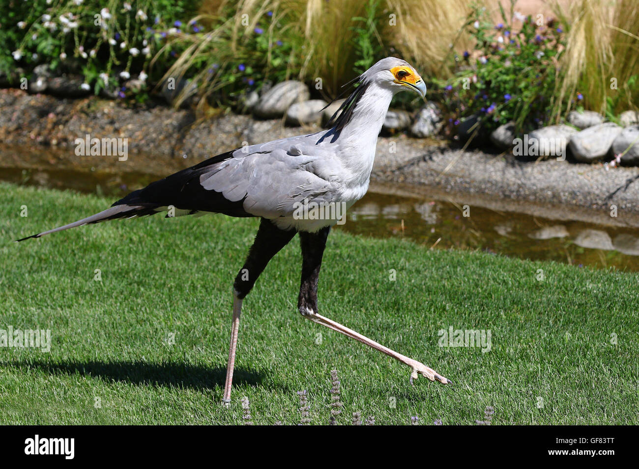 Portrait of secretary bird, saggitarius serpentarius, walking in green grass Stock Photo