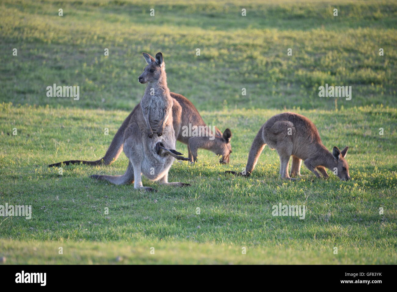 kangaroo, Australia Stock Photo