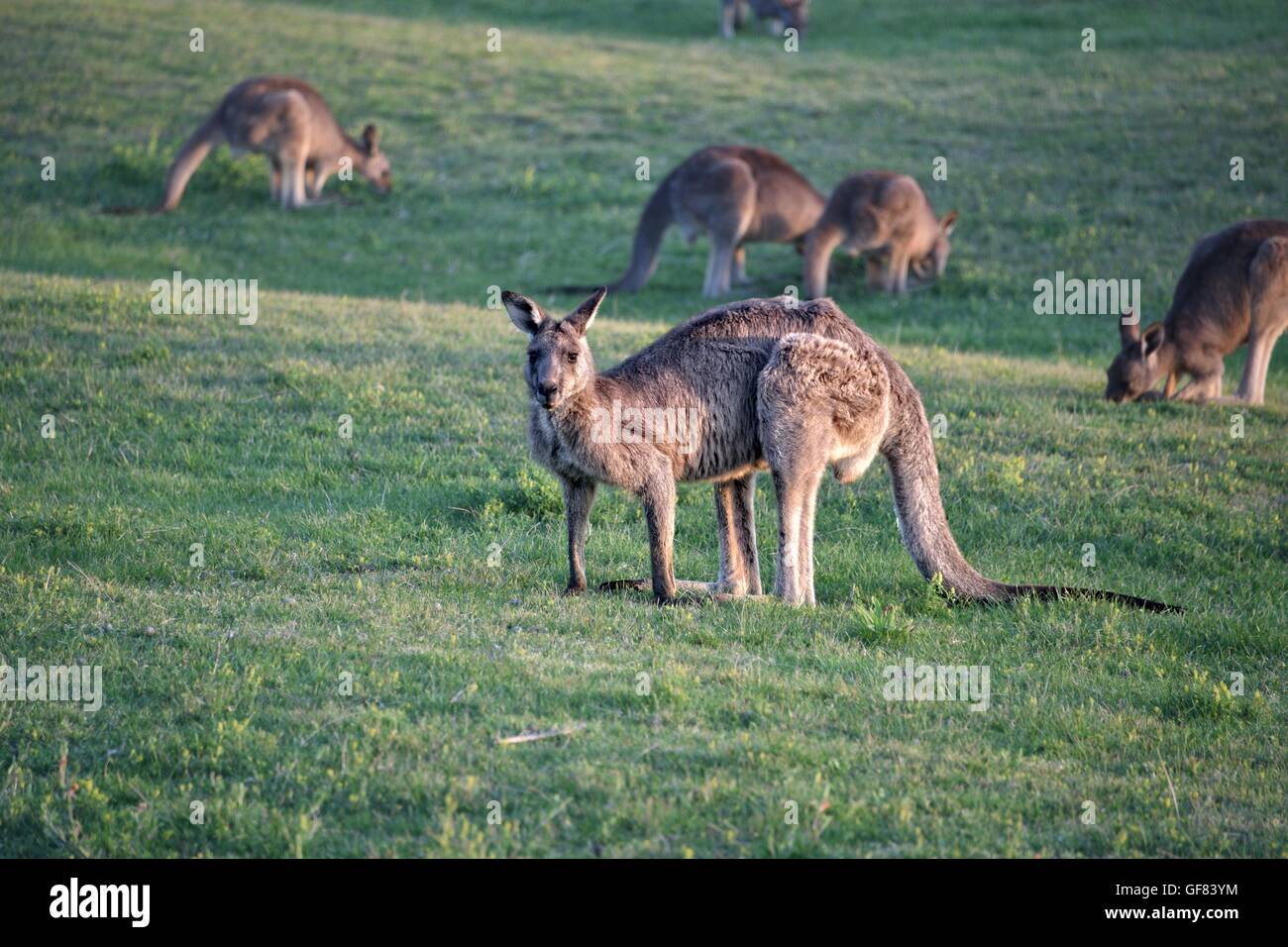 kangaroo, Australia Stock Photo