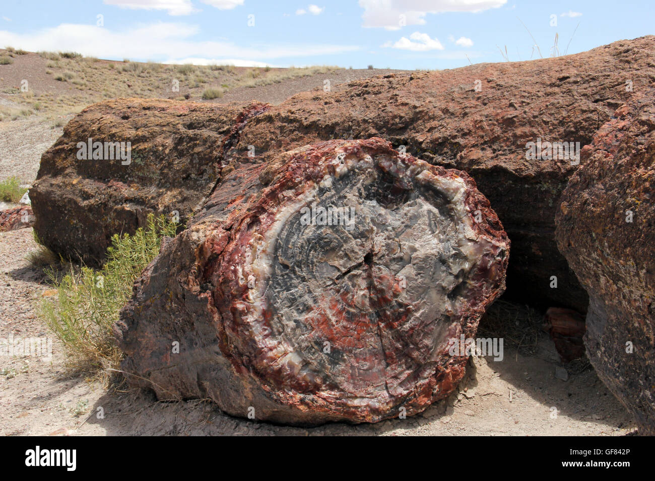 Log of Petrified wood specimen in it's natural outdoor setting Stock Photo