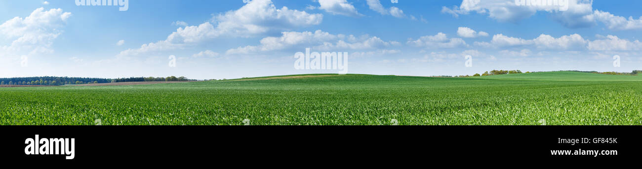 Panoramic meadow. Summer good weather Stock Photo