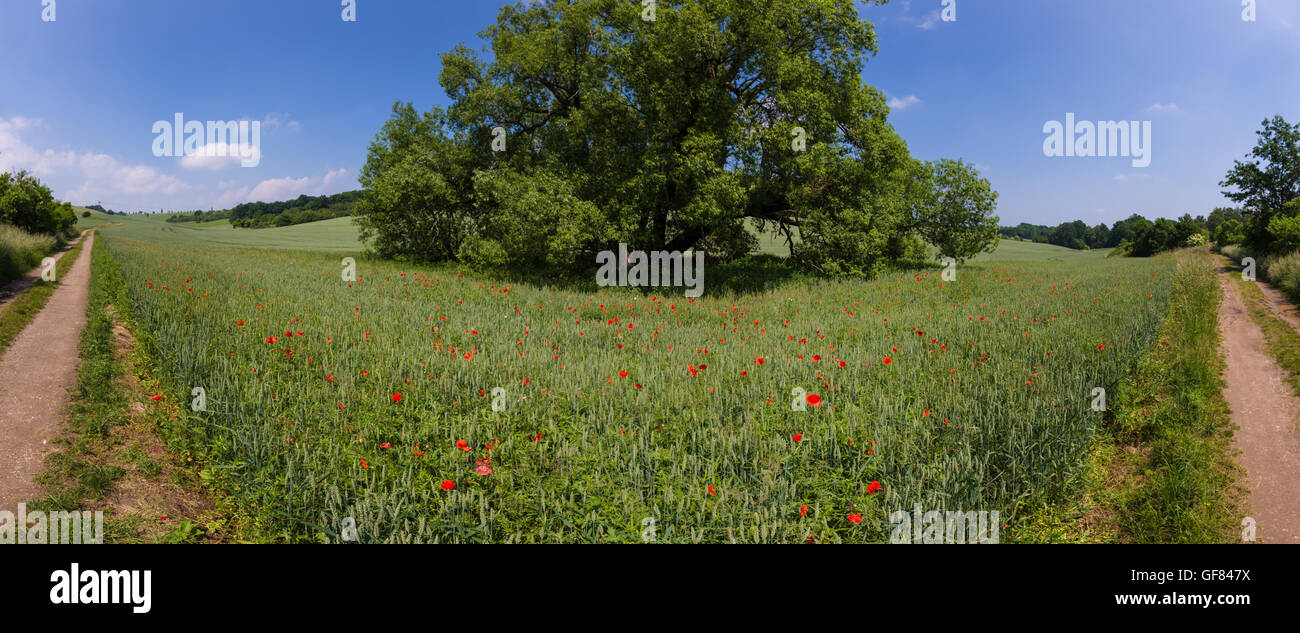 path through summer fields with red poppies and blue sky Stock Photo