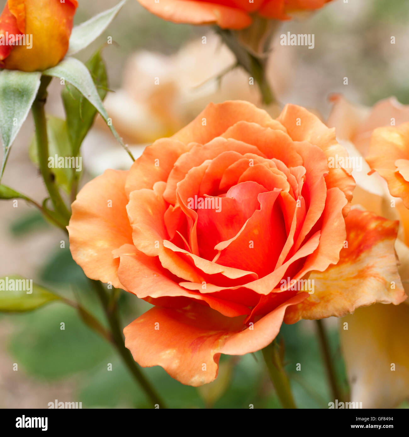 beautiful rose Stock Photo