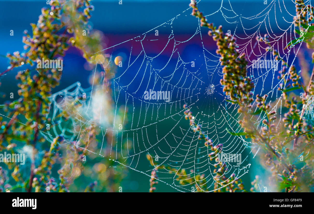 Cobwebs on the grass with dew drops, Spider Web in forest Stock Photo