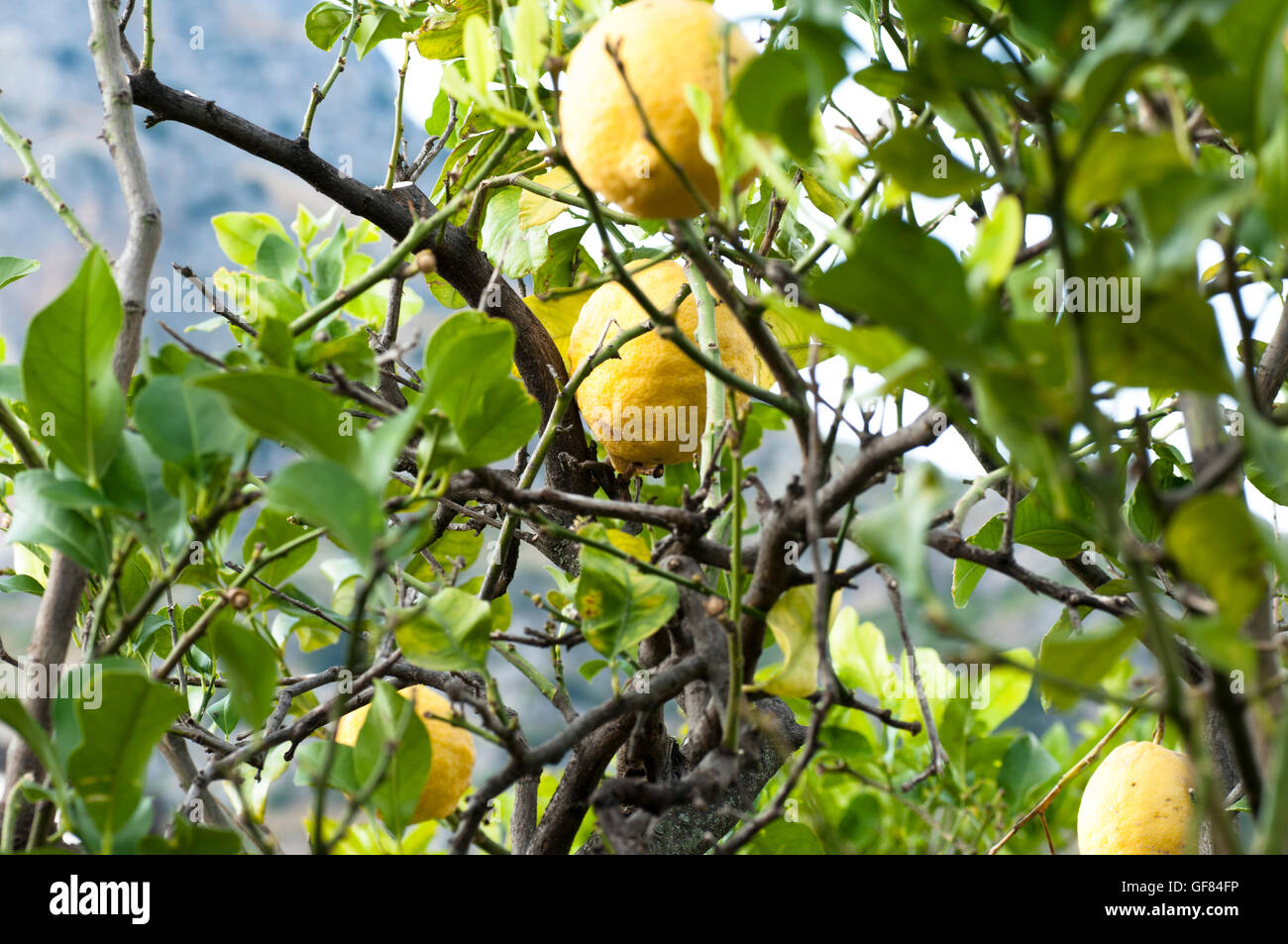 lemons on the branches Stock Photo