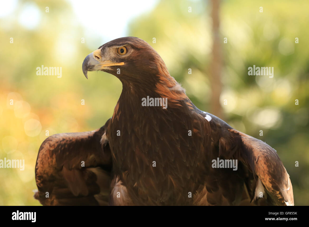 golden eagle in close up Stock Photo Alamy