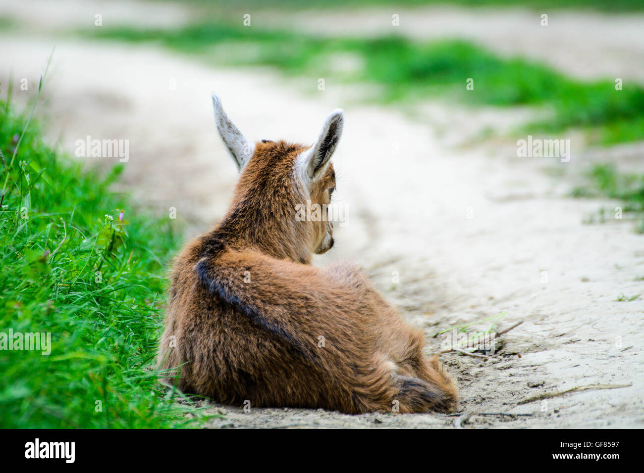 Baby goat sleeping Stock Photo Alamy