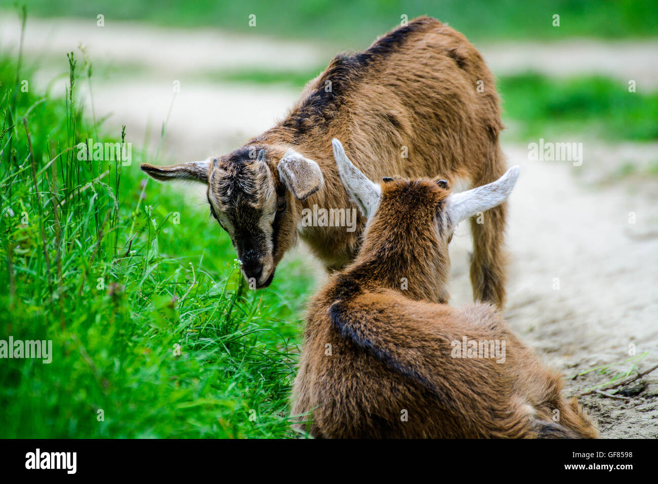 Baby goat sleeping Stock Photo Alamy