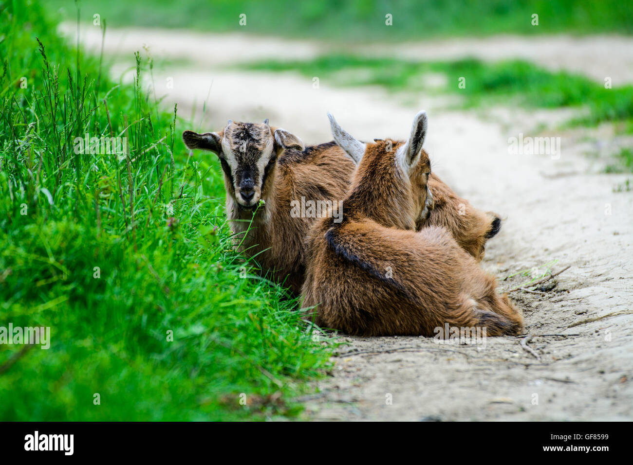 Baby goat sleeping Stock Photo Alamy