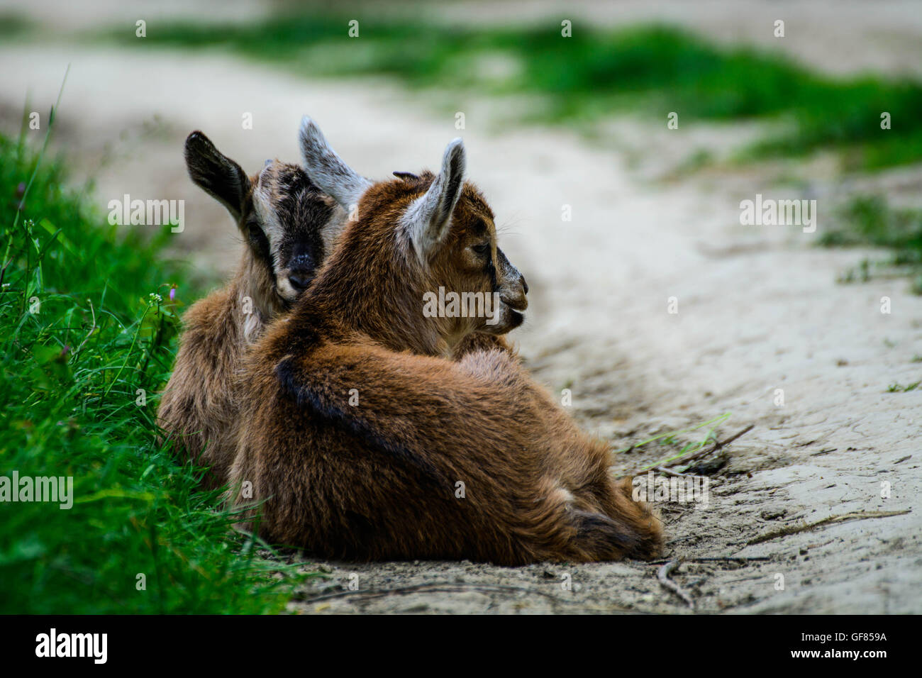 Baby goat sleeping Stock Photo Alamy