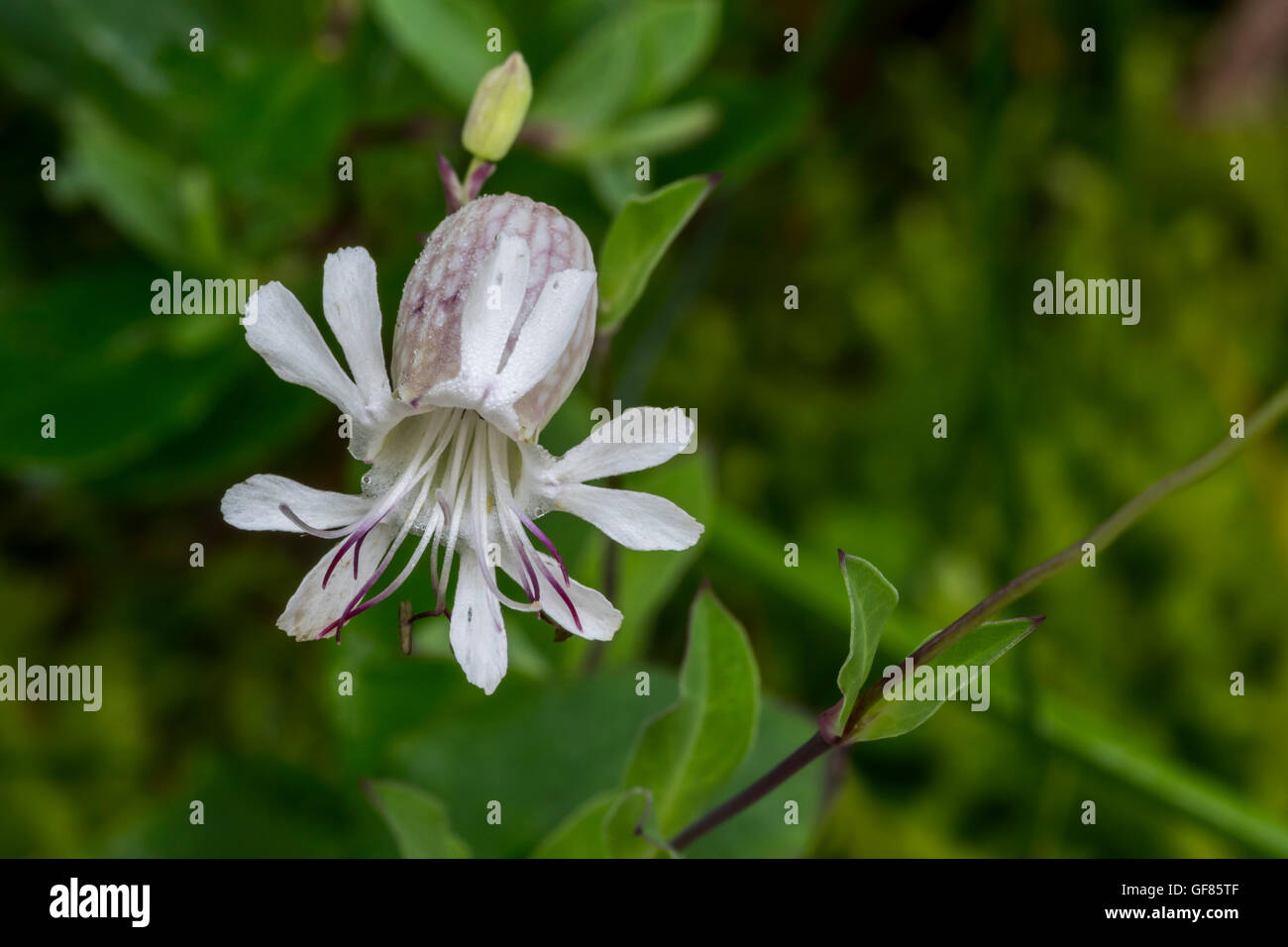 Bladder campion / maidenstears (Silene vulgaris) in flower Stock Photo