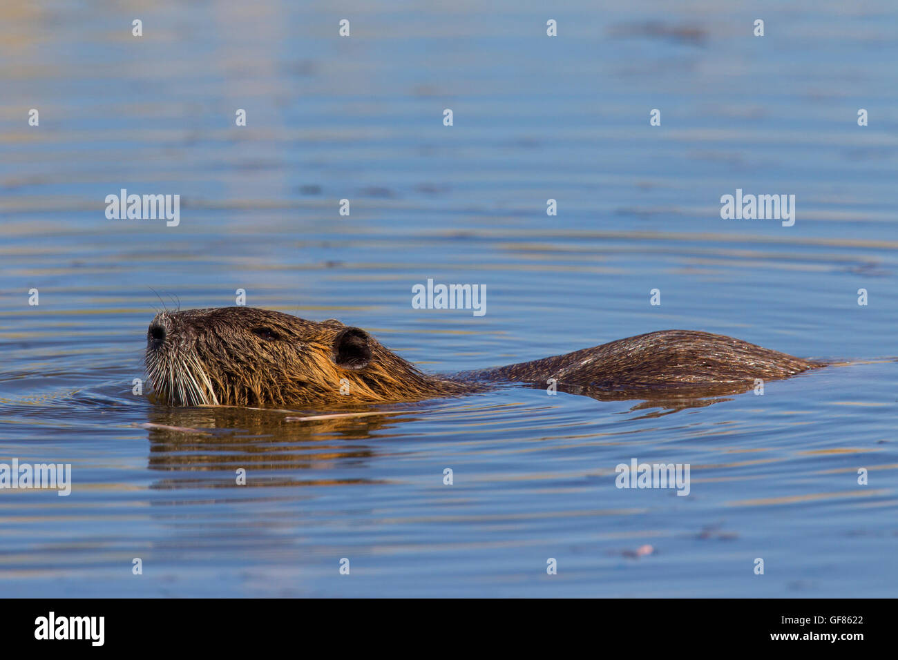 Coypu / river rat / nutria (Myocastor coypus) native to South America swimming in pond Stock Photo