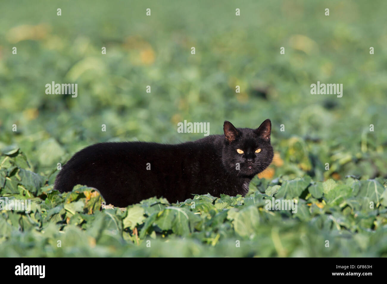 Black domestic cat hunting in field among crops in farmland Stock Photo ...