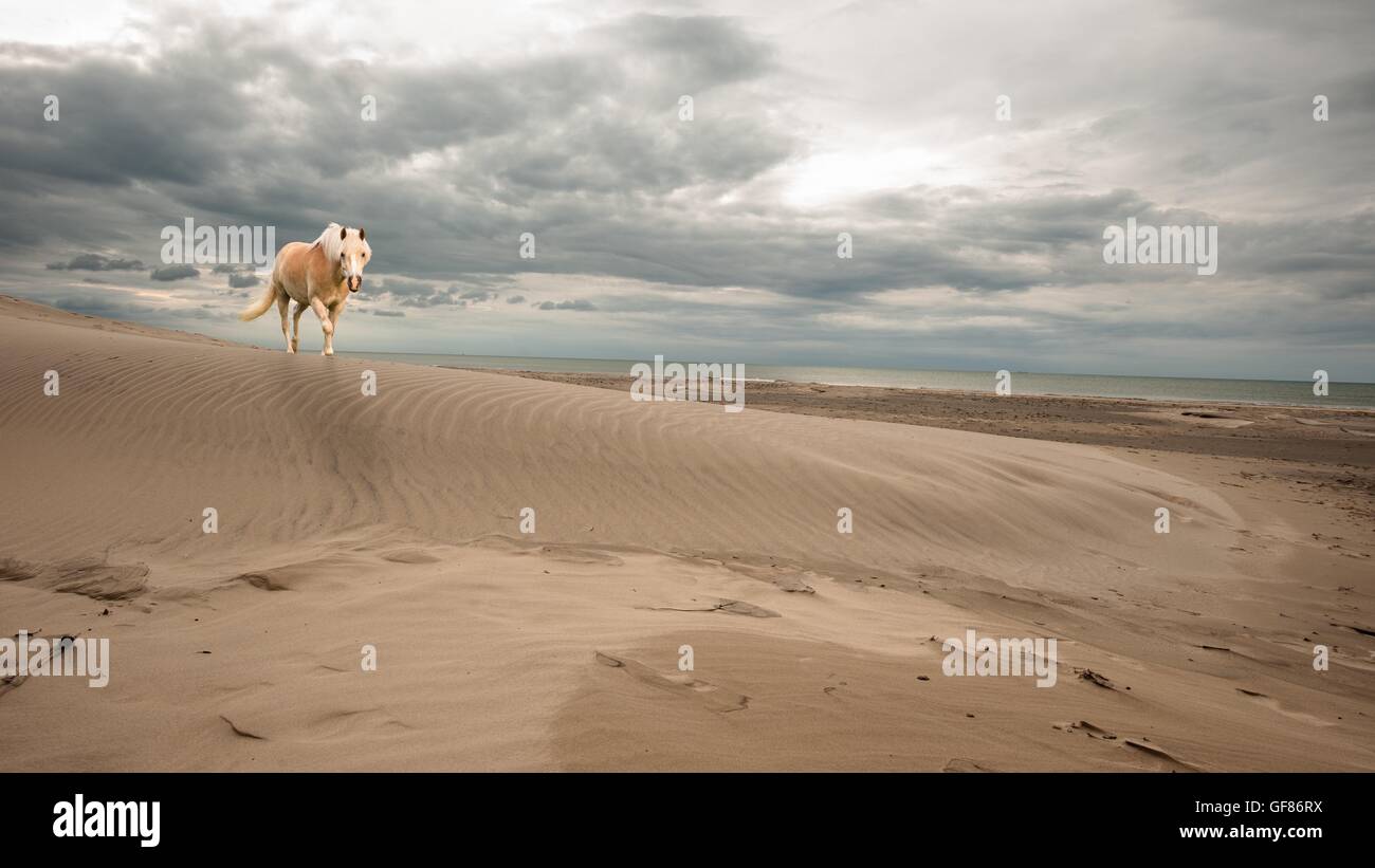 A single horse walking on the beach Stock Photo
