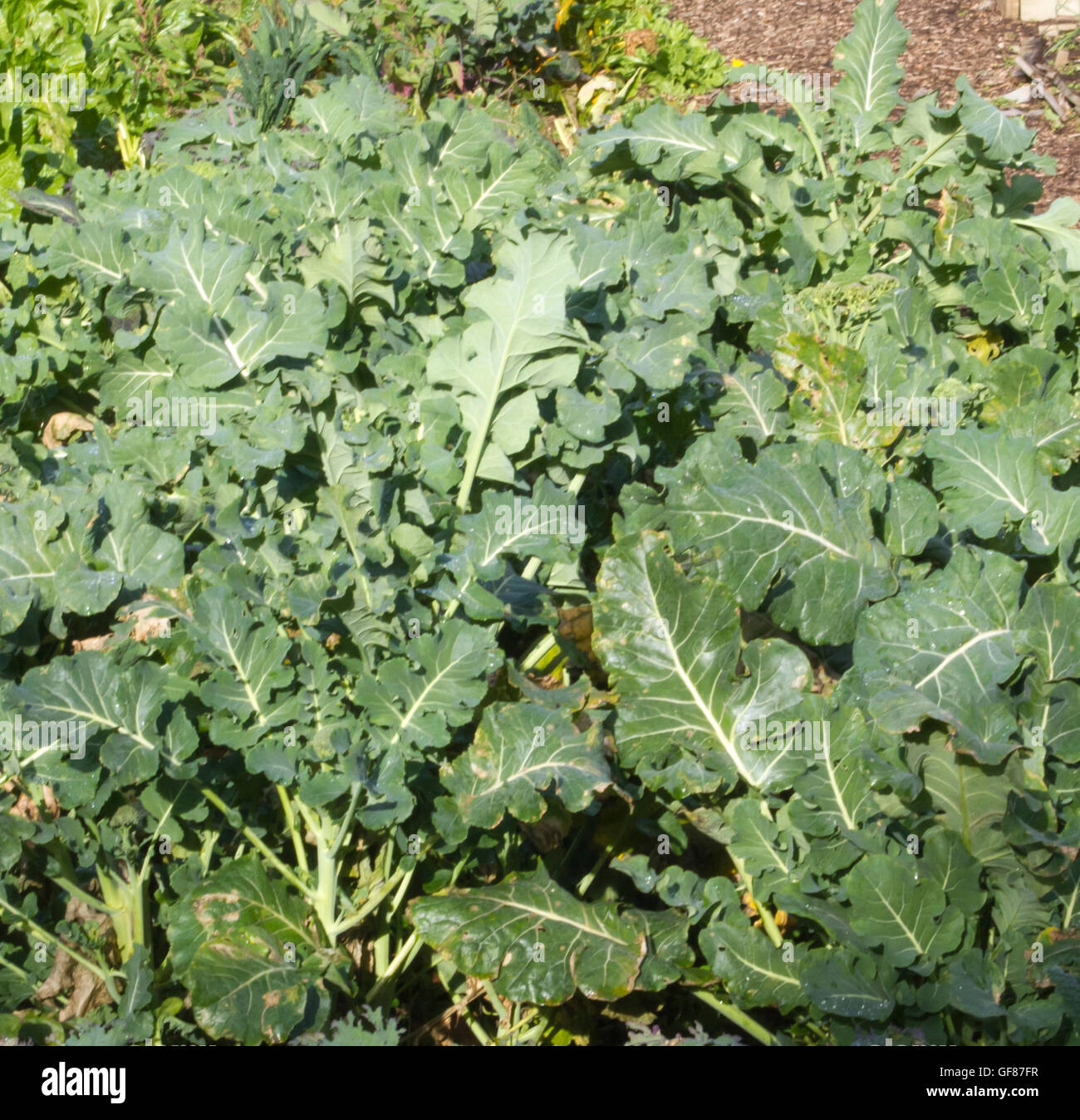 Leafy green vegetable growing in a garden Stock Photo Alamy