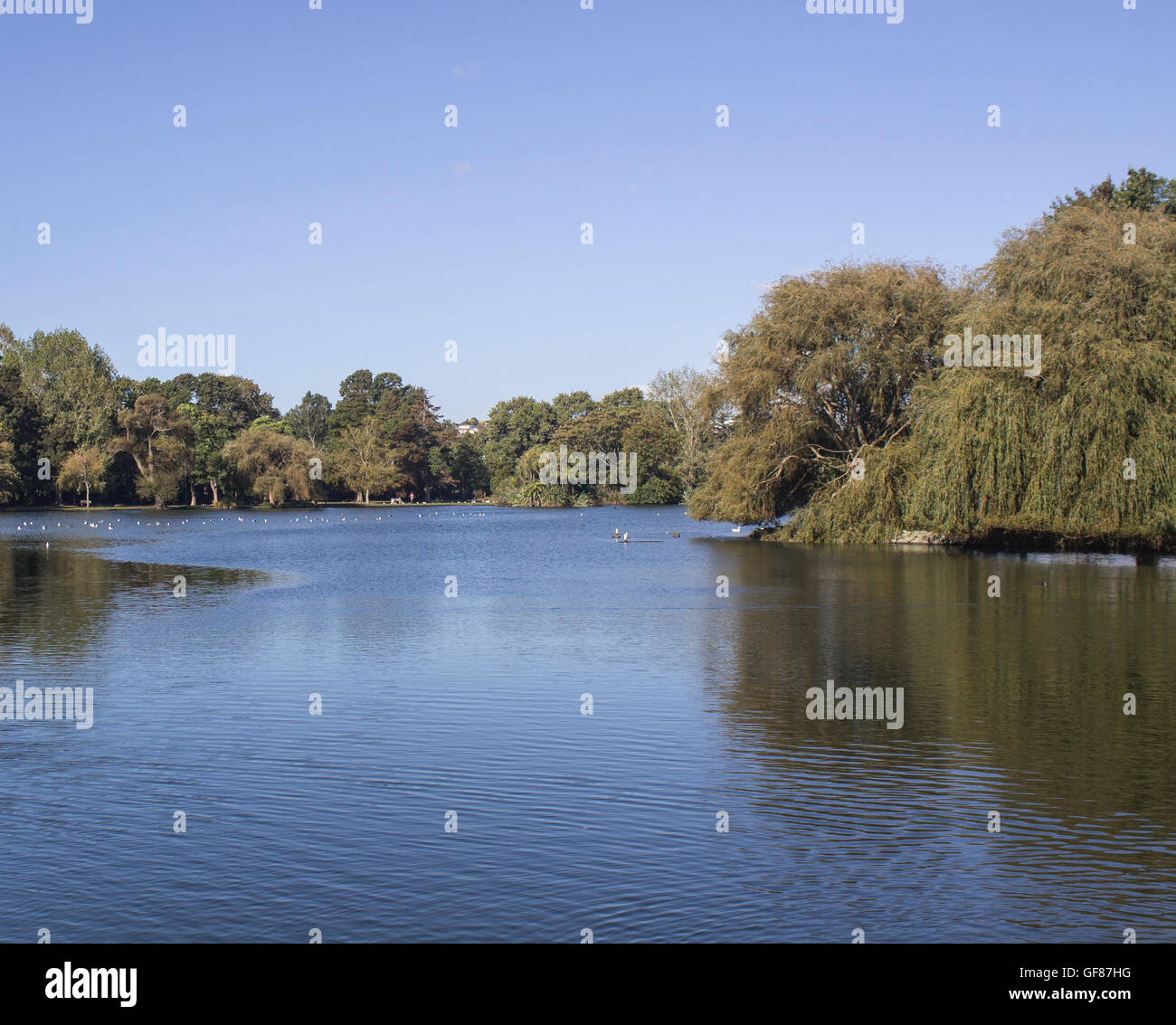 Western Springs Pond, Auckland, New Zealand Stock Photo