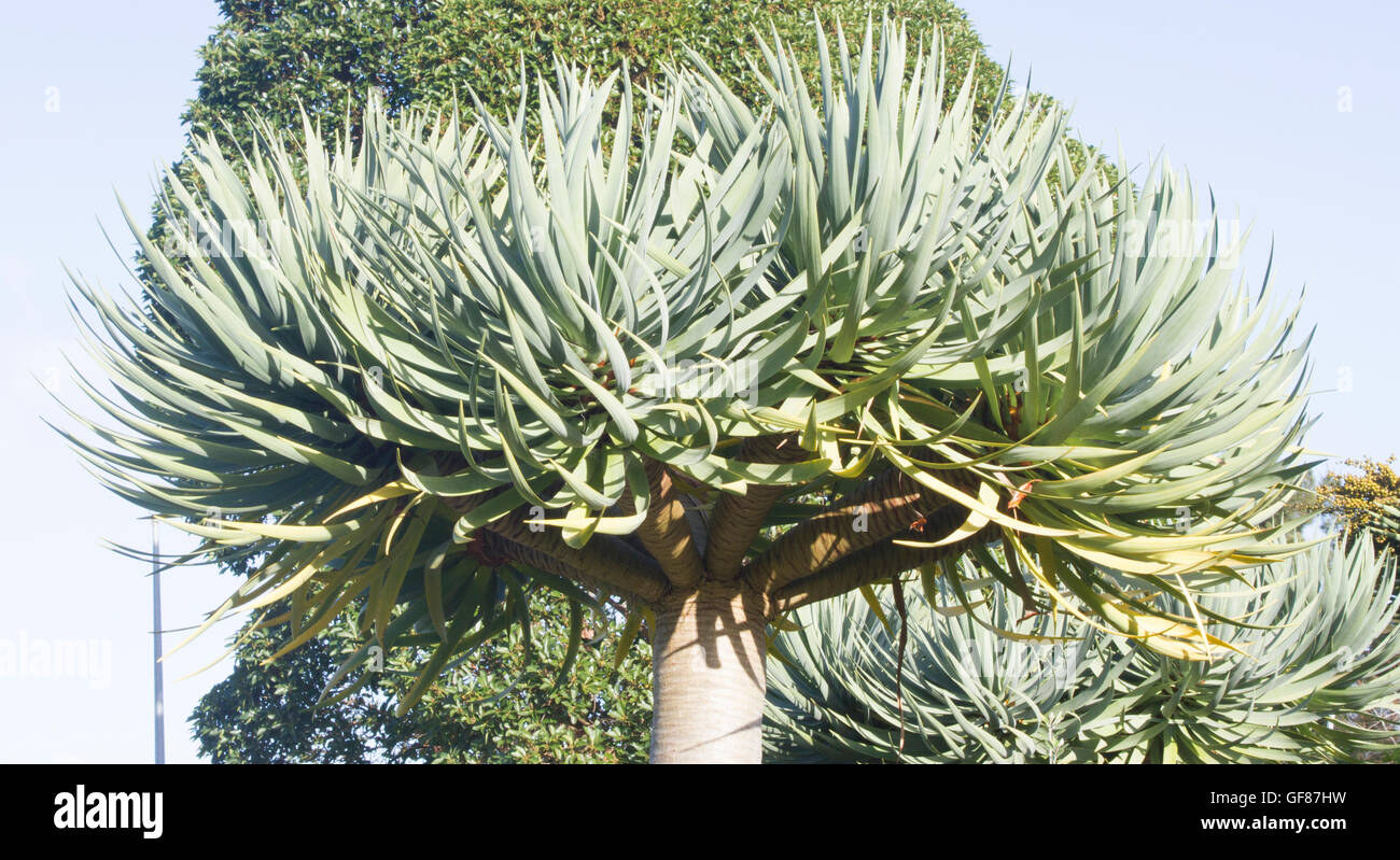 A Yucca tree in a garden in Auckland, New Zealand Stock Photo