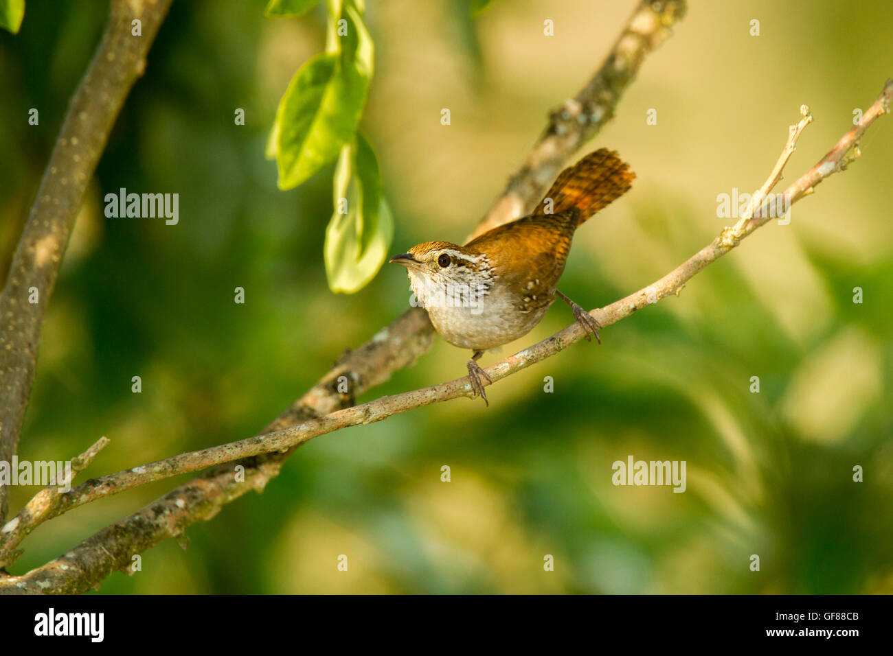 Sinaloa Wren  Thryothorus sinaloa El Tuito, Jalisco, Mexico 9 June      Adult       Troglodytidae Stock Photo