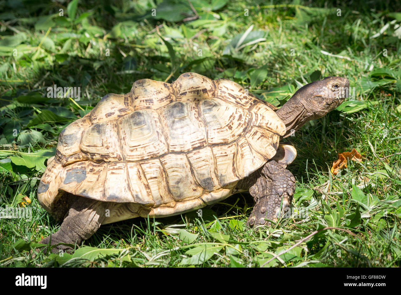 An Egyptian tortoise (also known as a Kleinmann's tortoise or Leith's ...