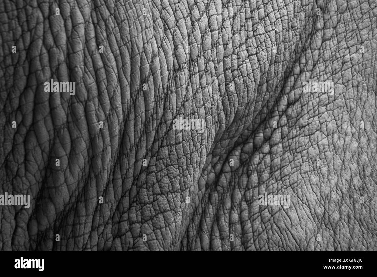 Rhino (white rhinoceros) skin texture. Stock Photo