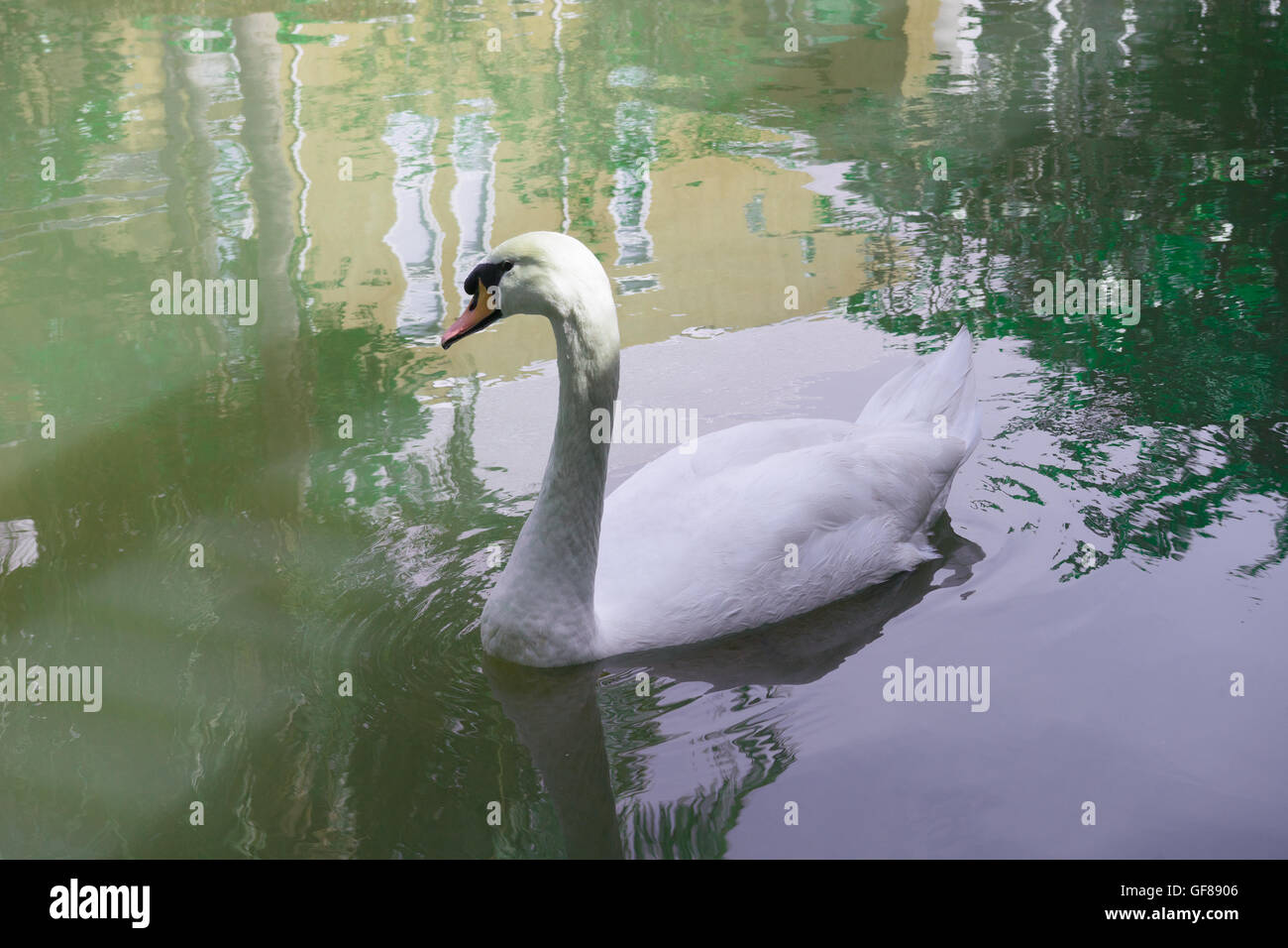 Beautiful young swans in lake Stock Photo