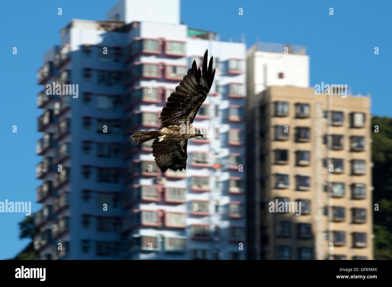 Chinese black Kites flying around the city center, Hong Kong, China