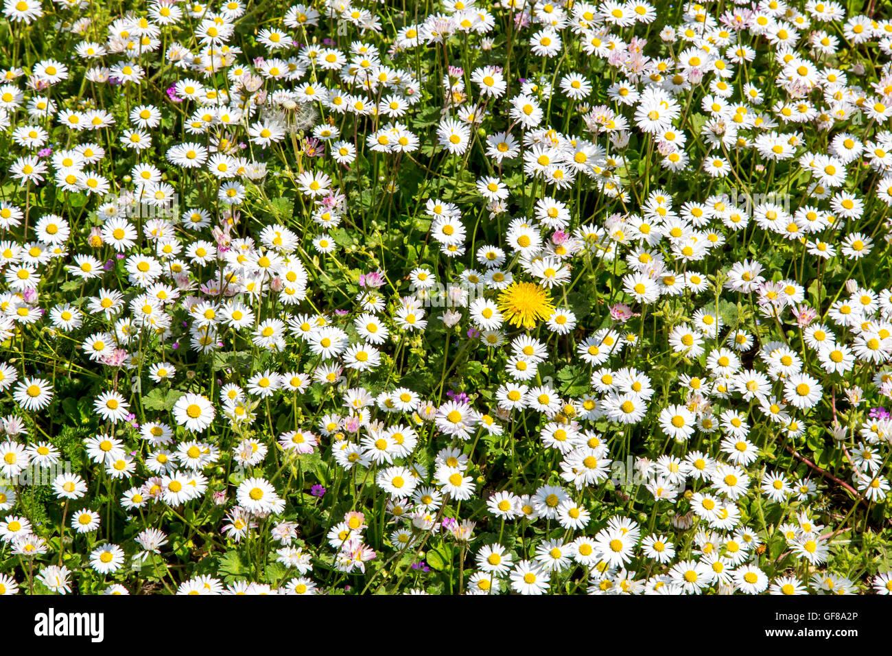 Daisies in a meadow, Bellis perennis, Stock Photo