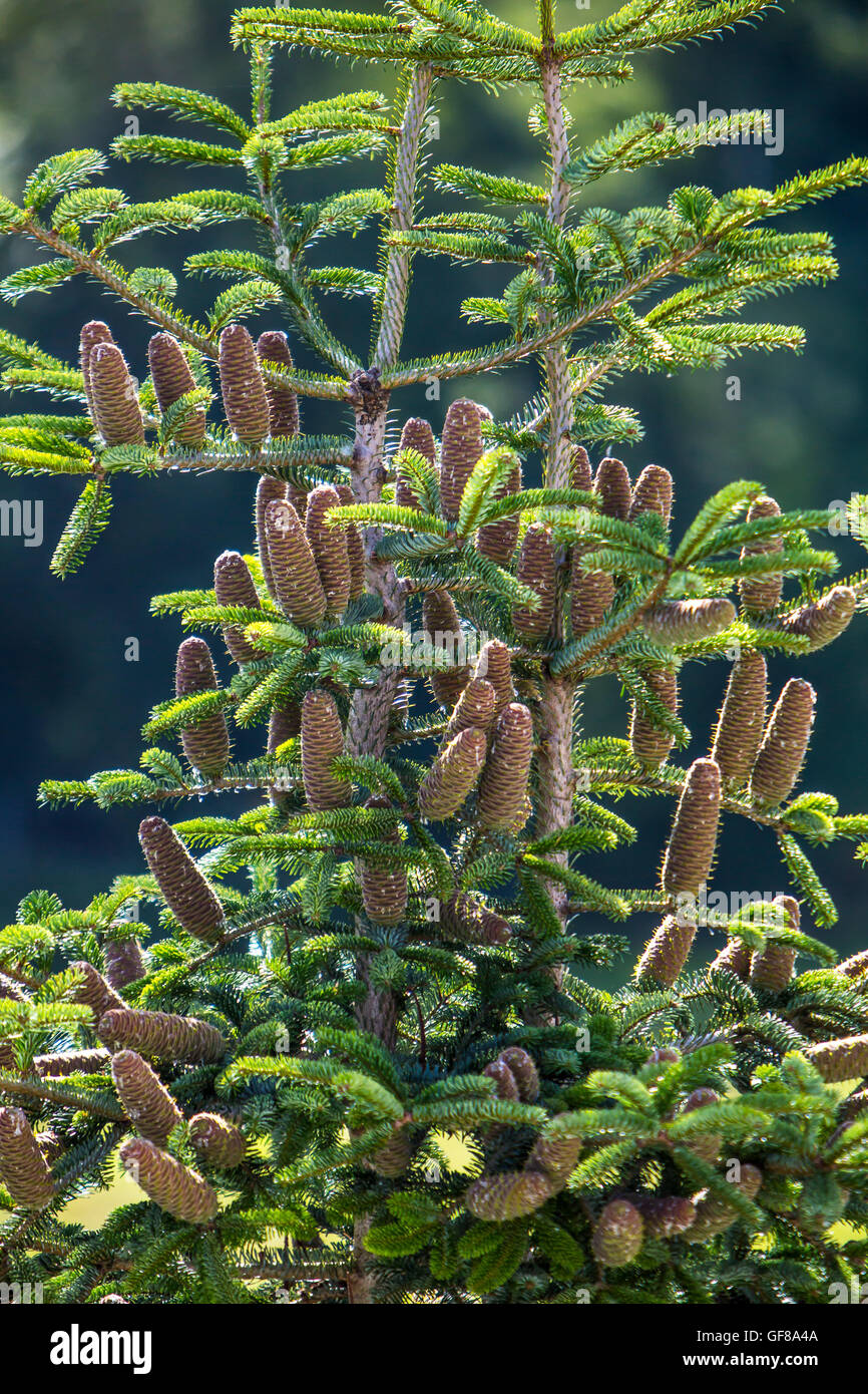 Pine cones grow at the top of a Nordmann fir, Abies NORDMANNIANA, Stock Photo