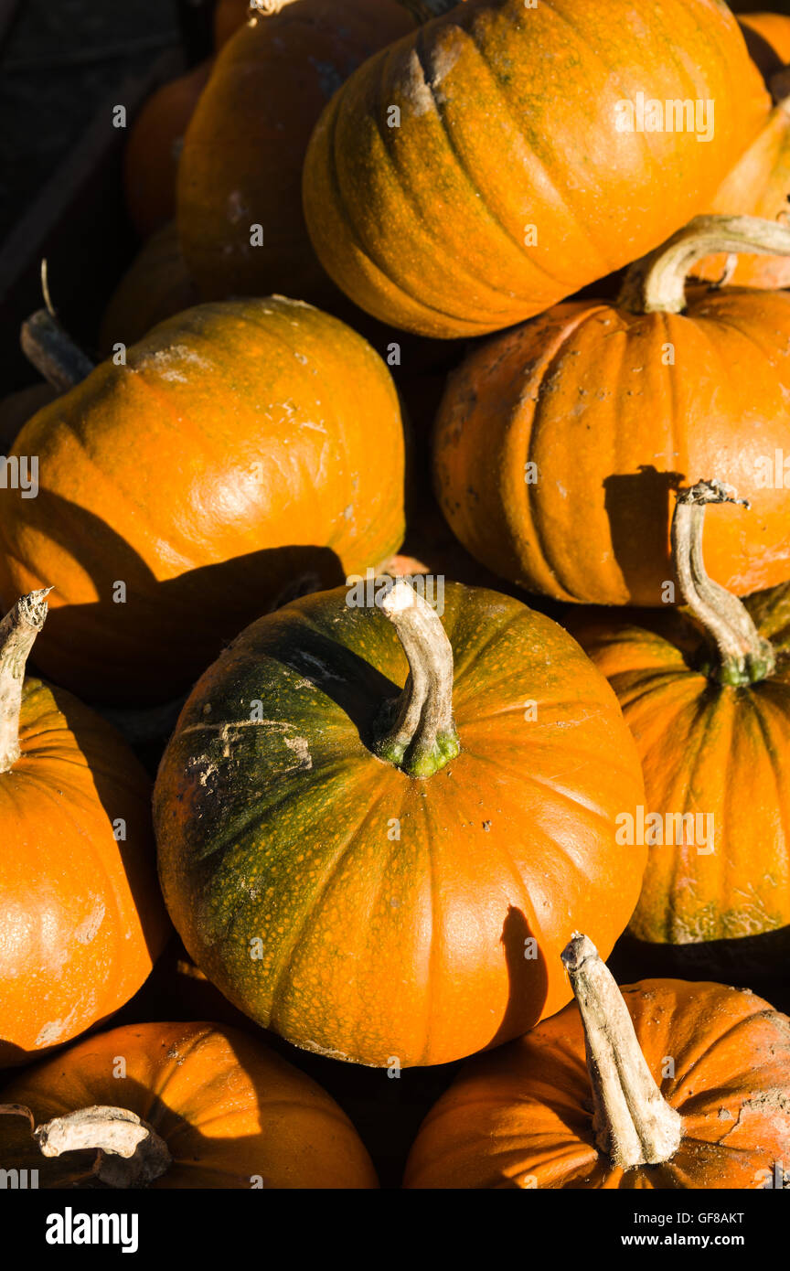Pumpkins for sale at a North Yorkshire Farm Stock Photo