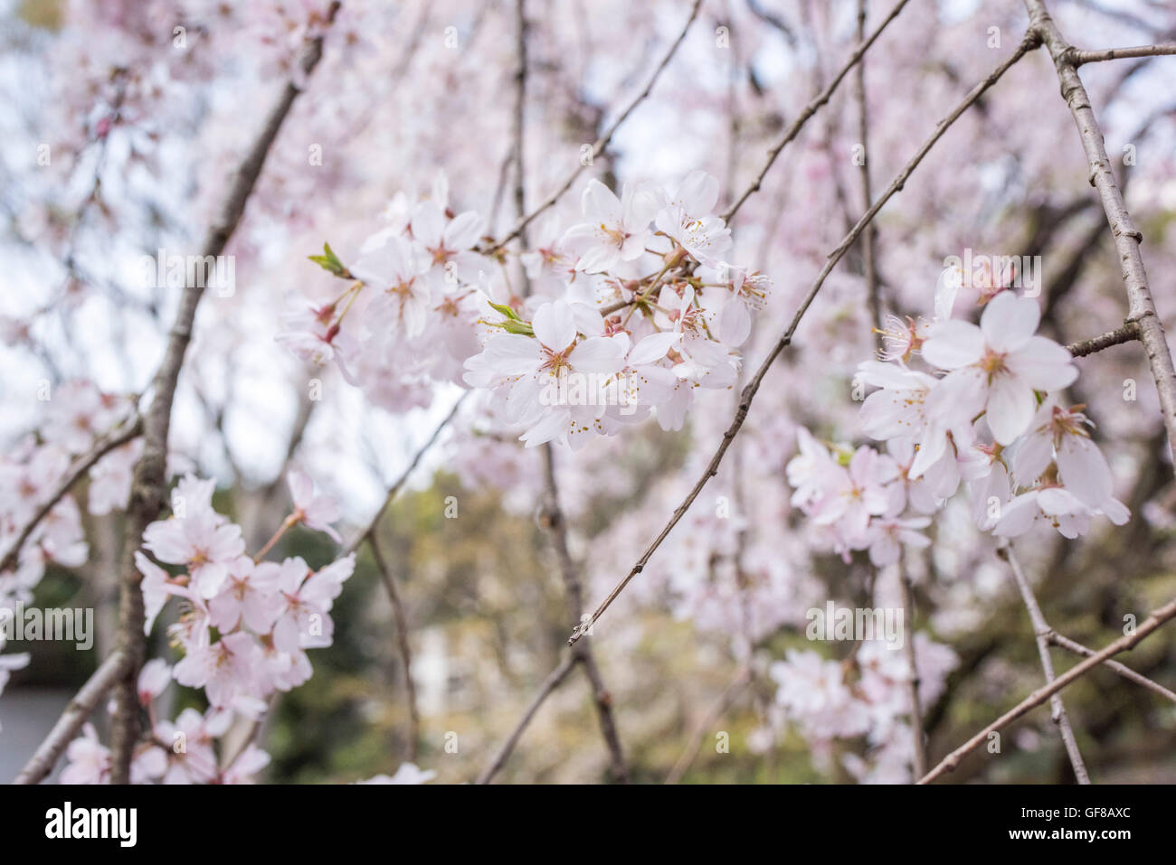 Weeping Cherry blossom, Rikugien Garden, Bunkyo-Ku, Tokyo, Japan Stock ...