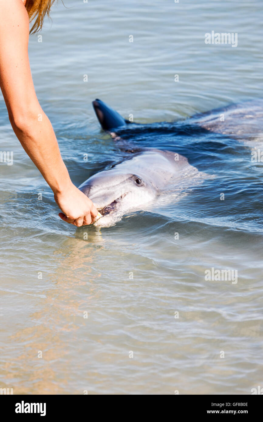 Bottlenosed Dolphins In West Australian Waters Stock Photo