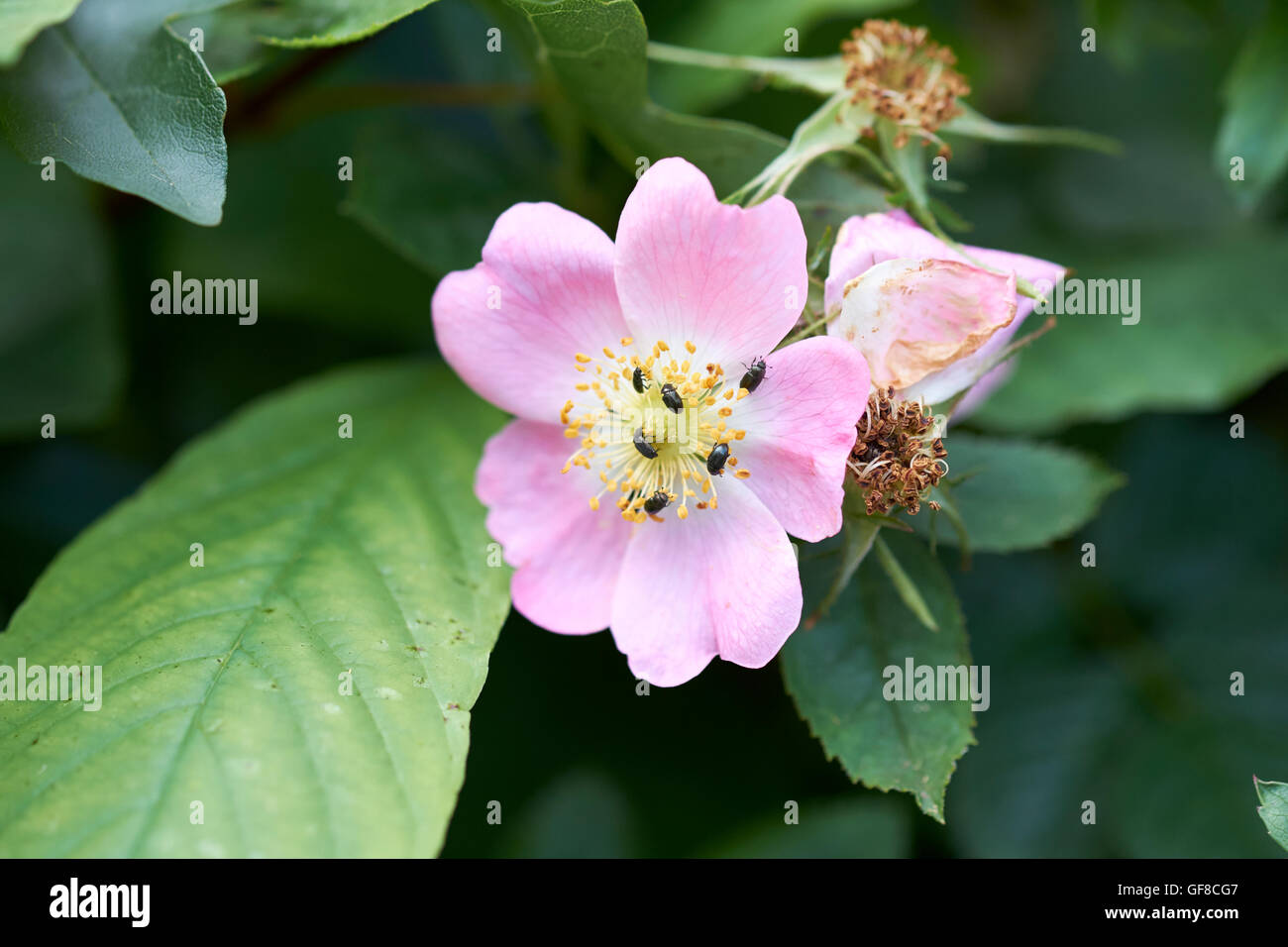 England dog rose hires stock photography and images Alamy