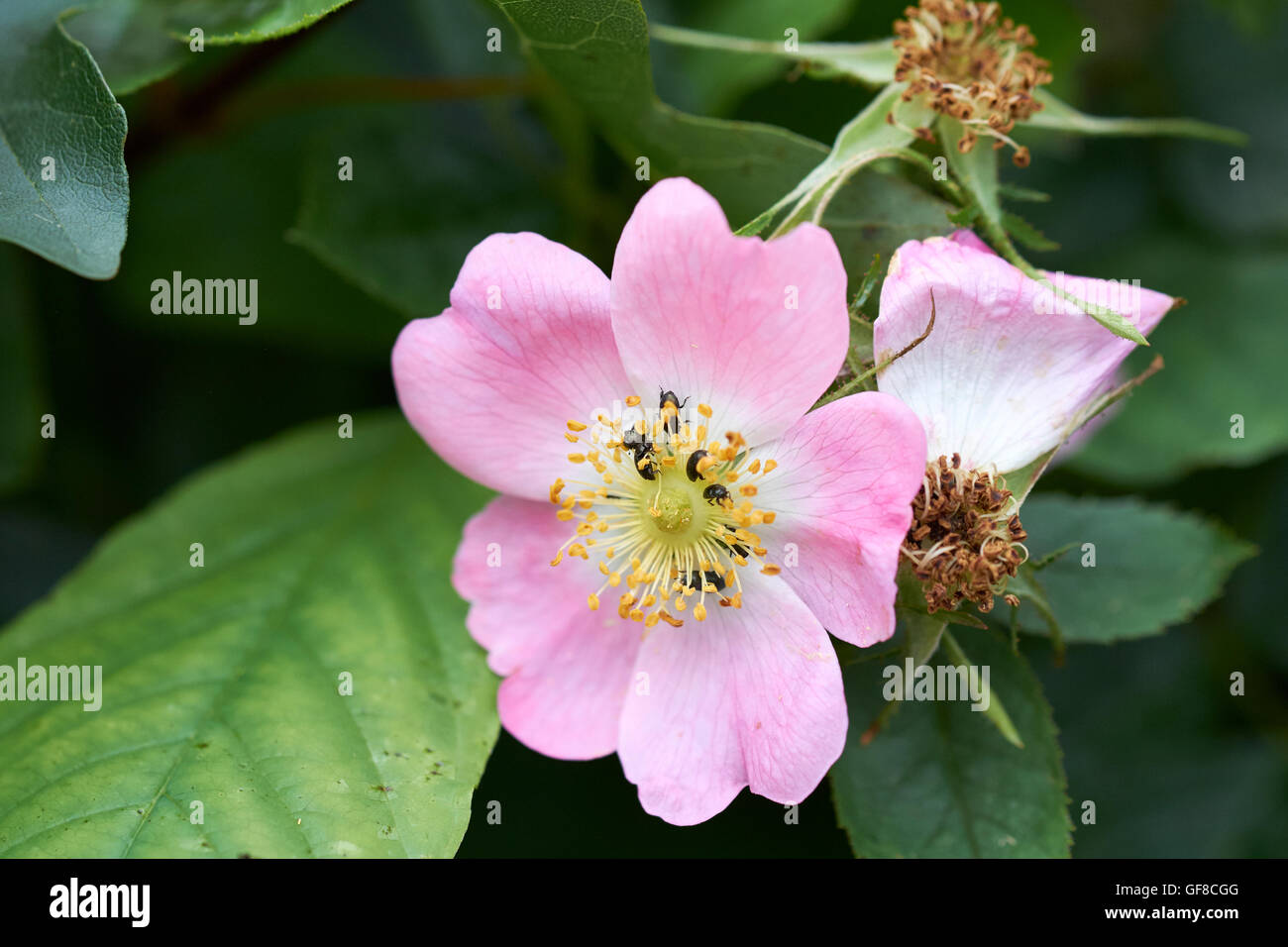 England dog rose hires stock photography and images Alamy