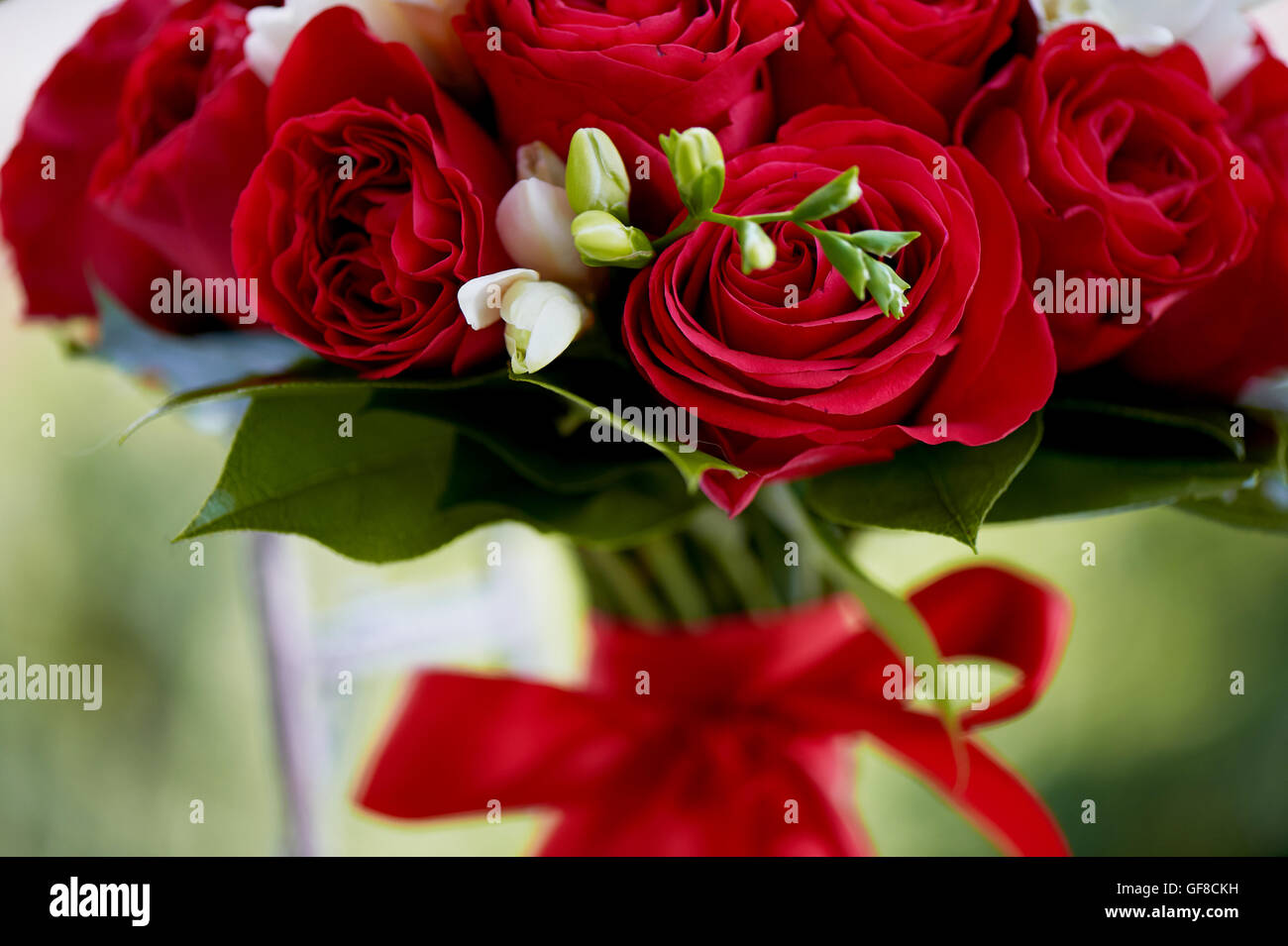 dense red bouquet of roses, tied with a ribbon. Close Stock Photo