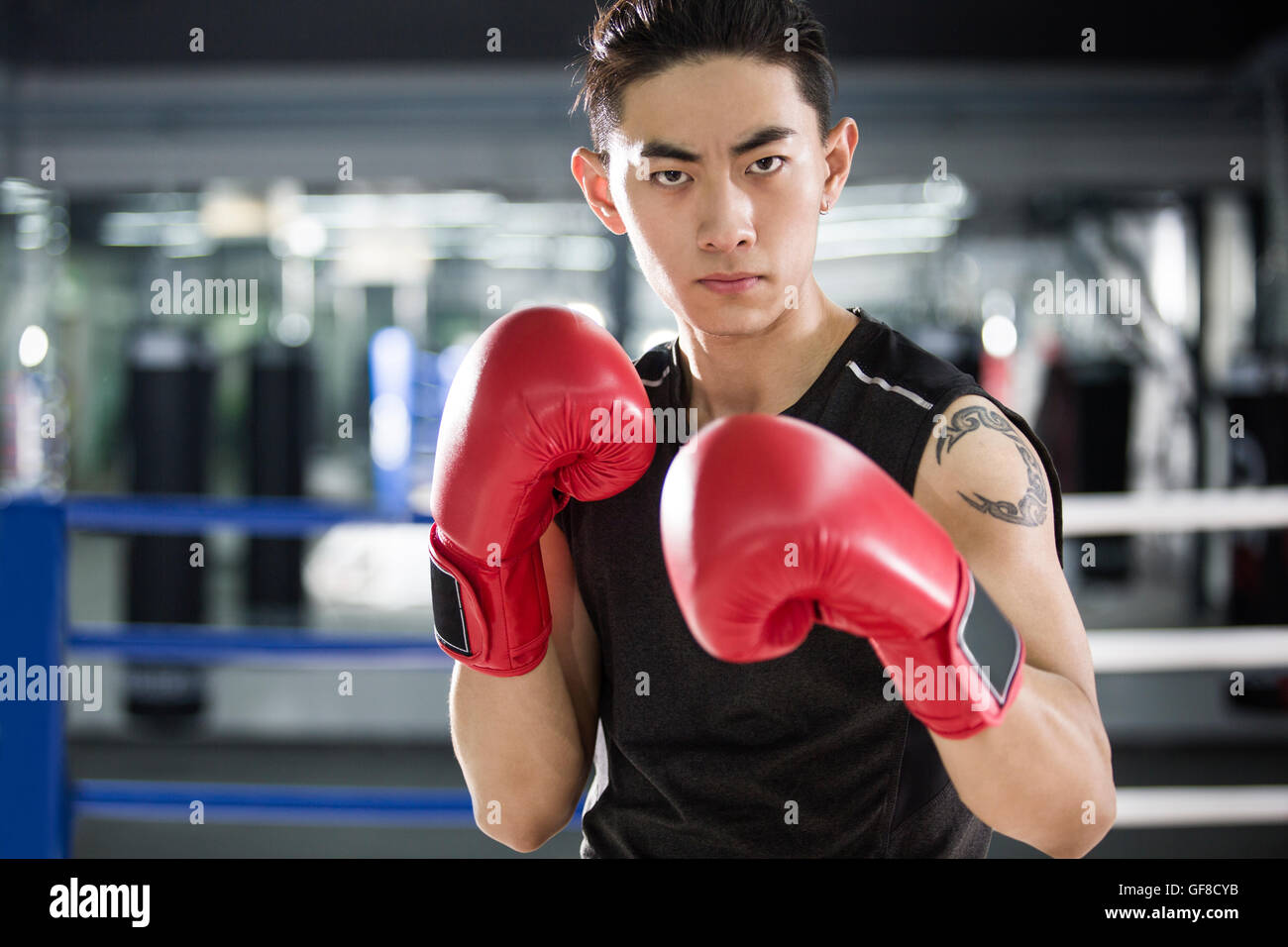 Portrait of Chinese boxer Stock Photo Alamy