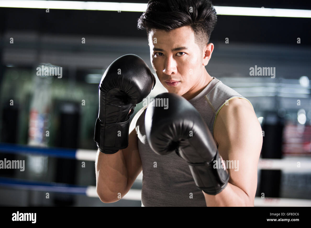 Portrait of Chinese boxer Stock Photo Alamy