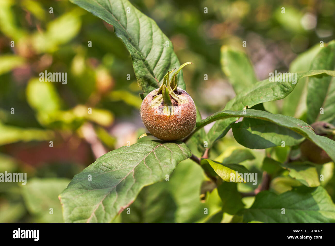 Common medlar fruit (Mespilus) on tree. Copy space Stock Photo