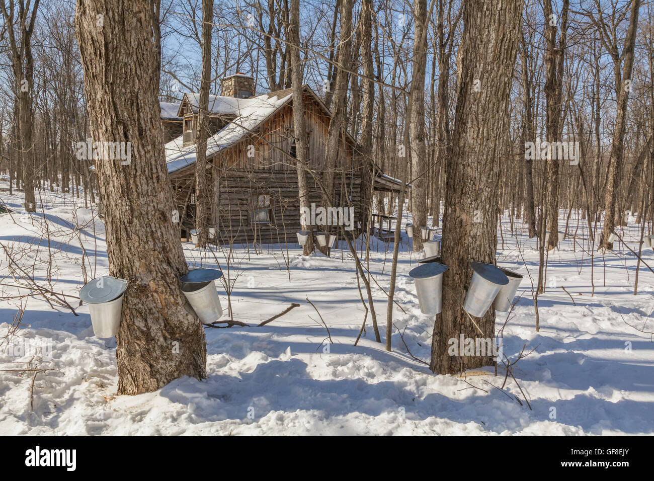 A farm house  amids maple trees where maple syrup is made in Quebec Stock Photo