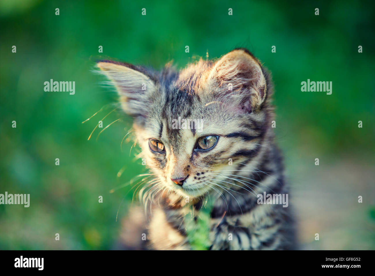 Portrait of cute little kitten in the garden Stock Photo - Alamy
