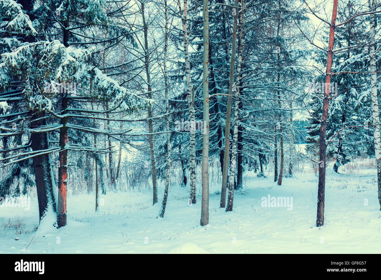 Snowy winter forest Stock Photo - Alamy