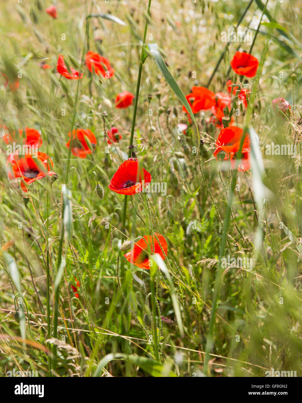 Poppies growing at the roadside in Contalmaison on the Somme Battlefield France Stock Photo