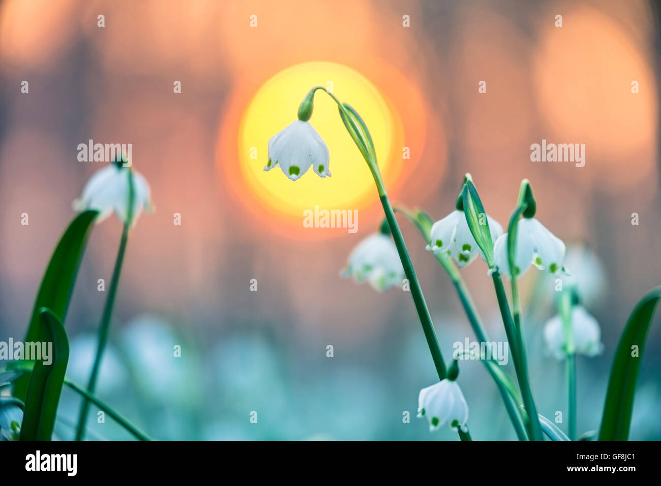 Spring snowflake, spring bloomers, at sunset Stock Photo