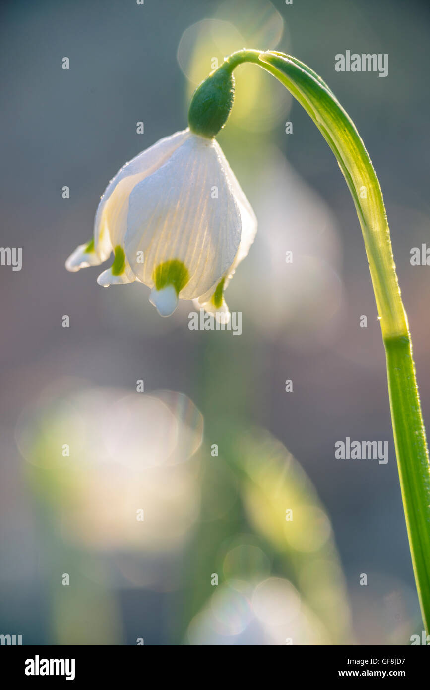 Spring snowflake, spring bloomers, at sunrise Stock Photo