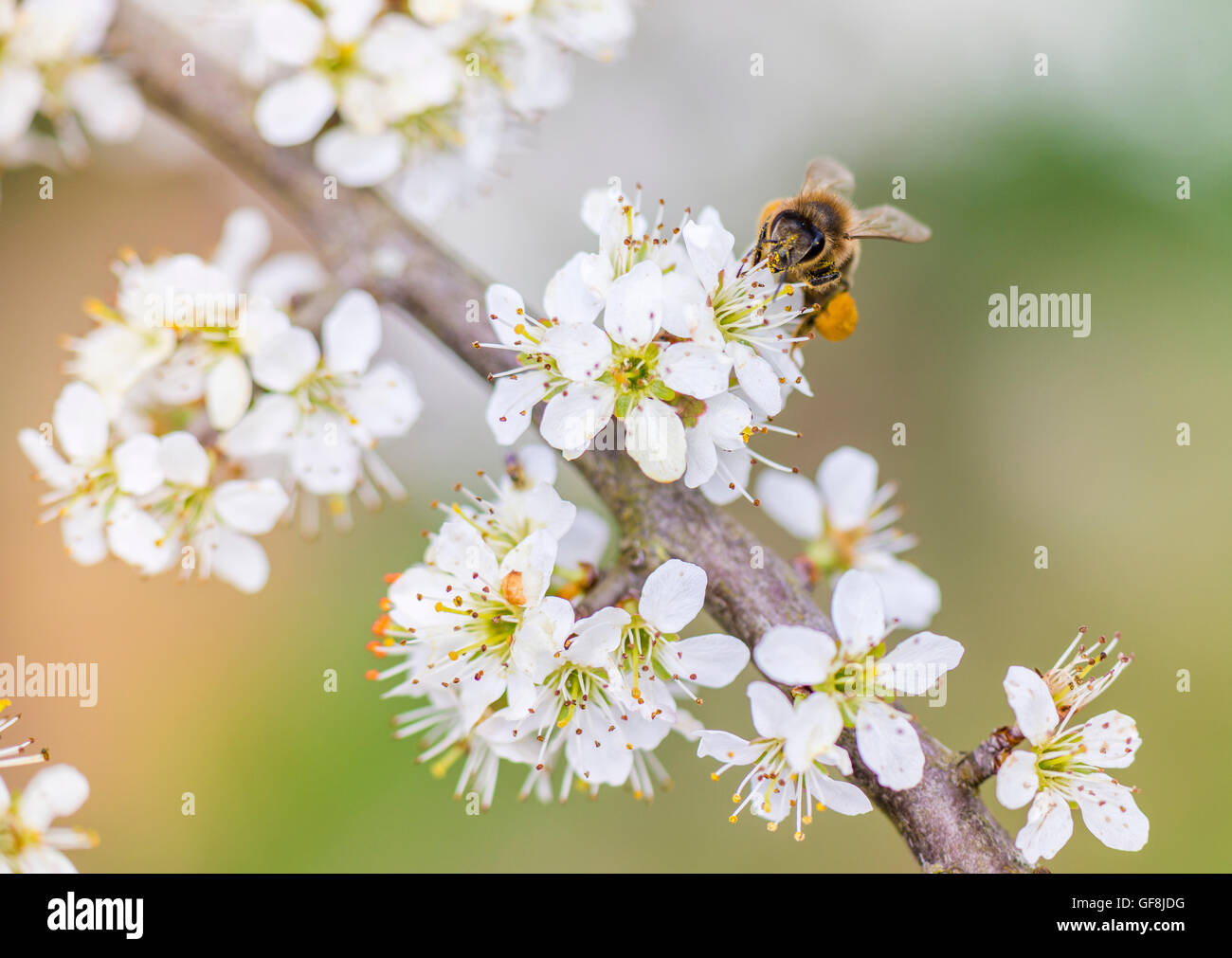 Cherry tree blossom with honey bee Stock Photo Alamy