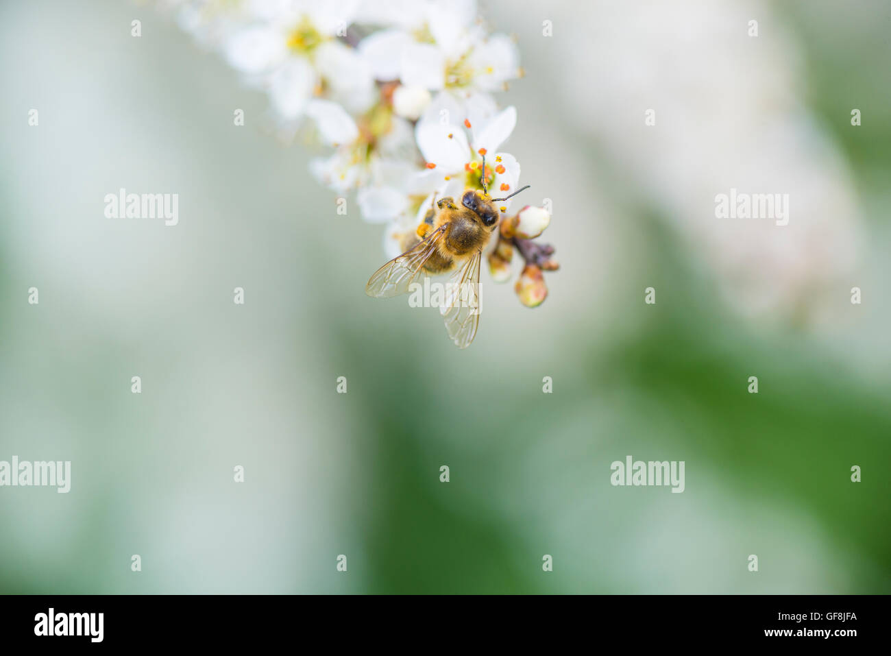 Cherry tree blossom with honey bee Stock Photo