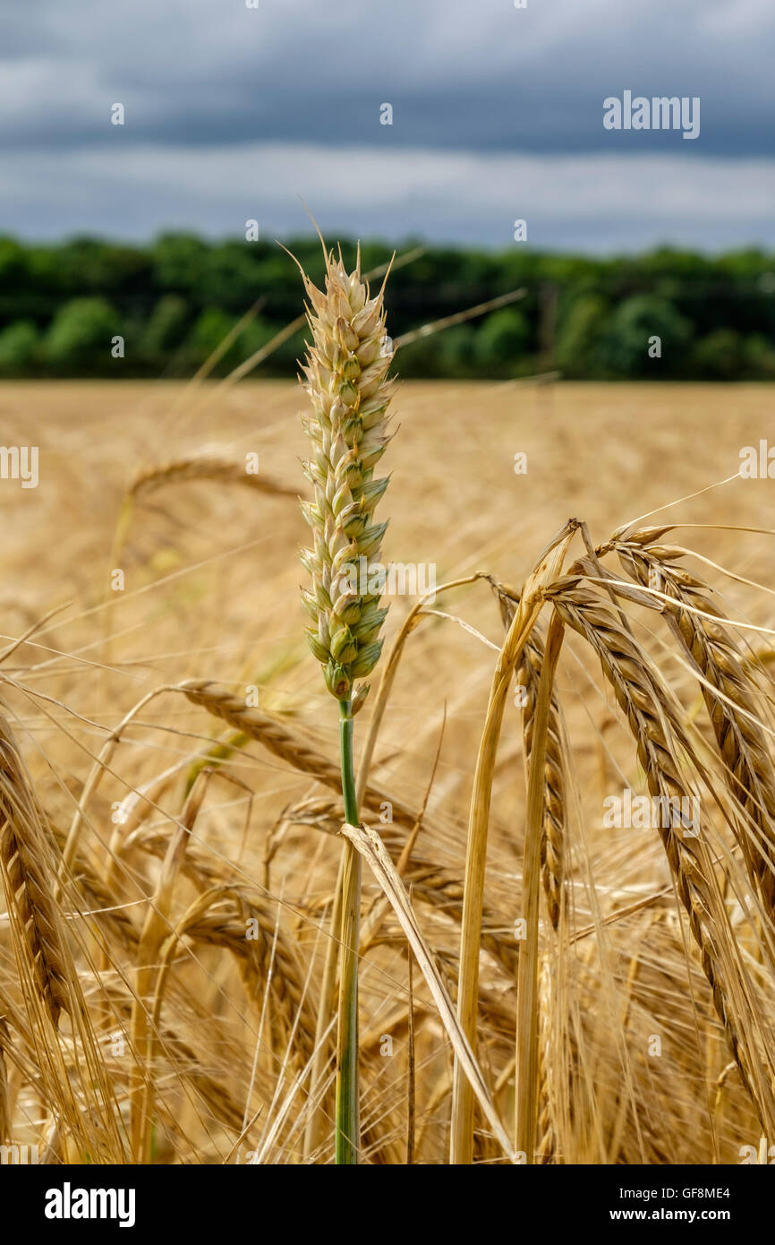 Stem of wheat stands out from the crowd in a field of barley Stock Photo