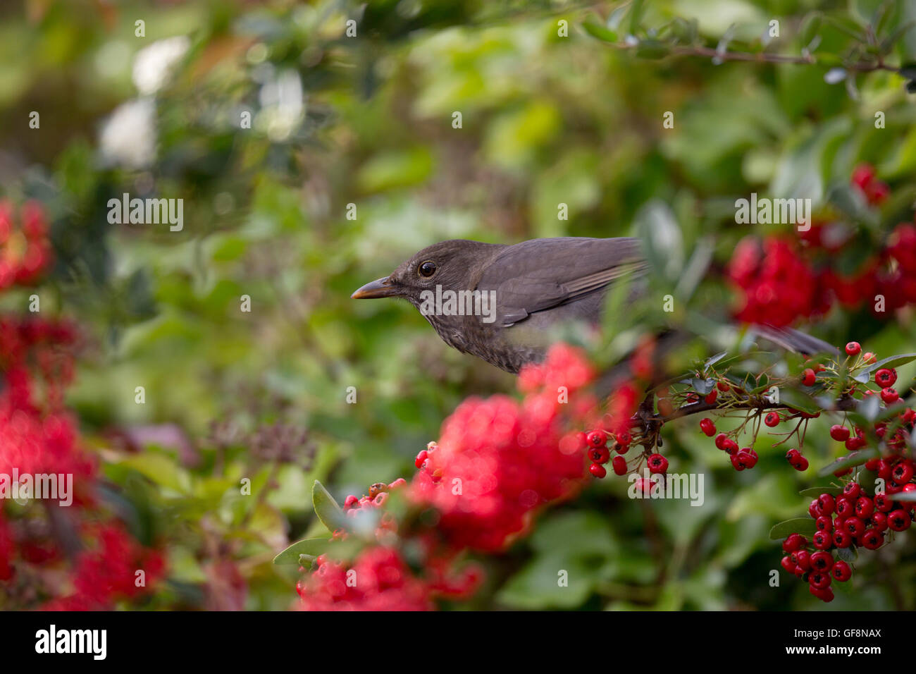 Blackbird; Turdus merula Single Female with Pyracantha Berries Cornwall; UK Stock Photo